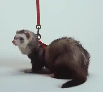 Marshall Ferret Harness Lead Blue
