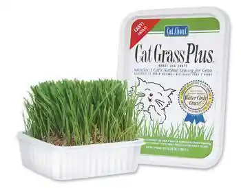 Cat Grass 150 Gm Tub
