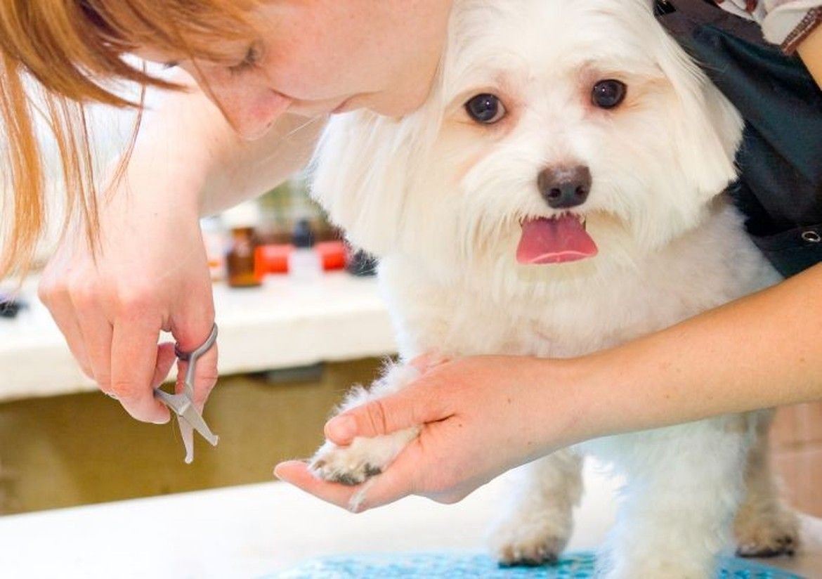 A dog getting its nails clipped.