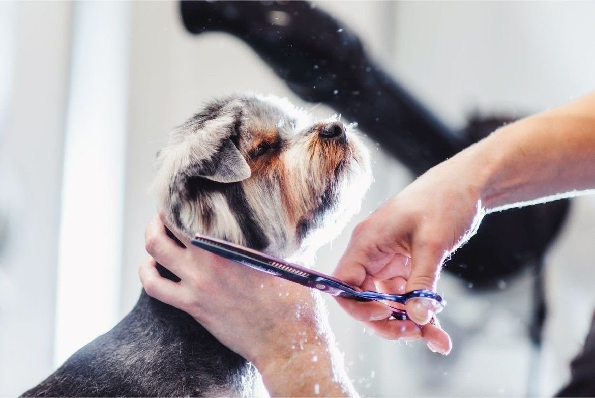 A dog getting its fur trimmed.